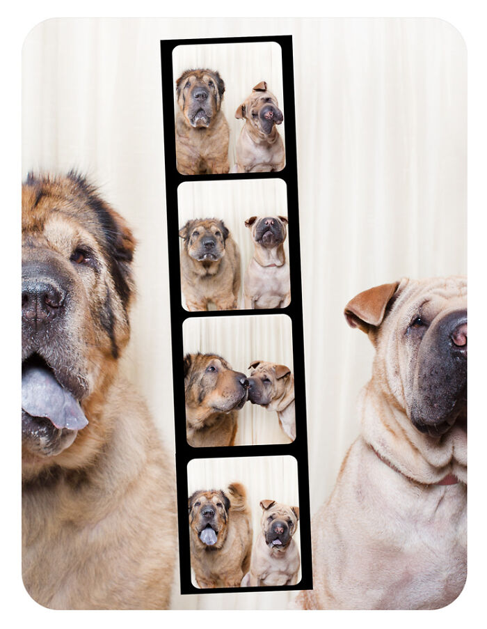 Dogs-In-Photo-Booth-Lynn-Terry