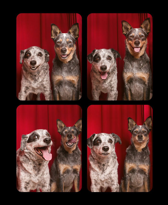 Dogs-In-Photo-Booth-Lynn-Terry