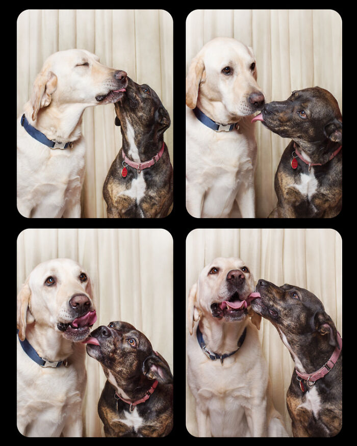 Dogs-In-Photo-Booth-Lynn-Terry