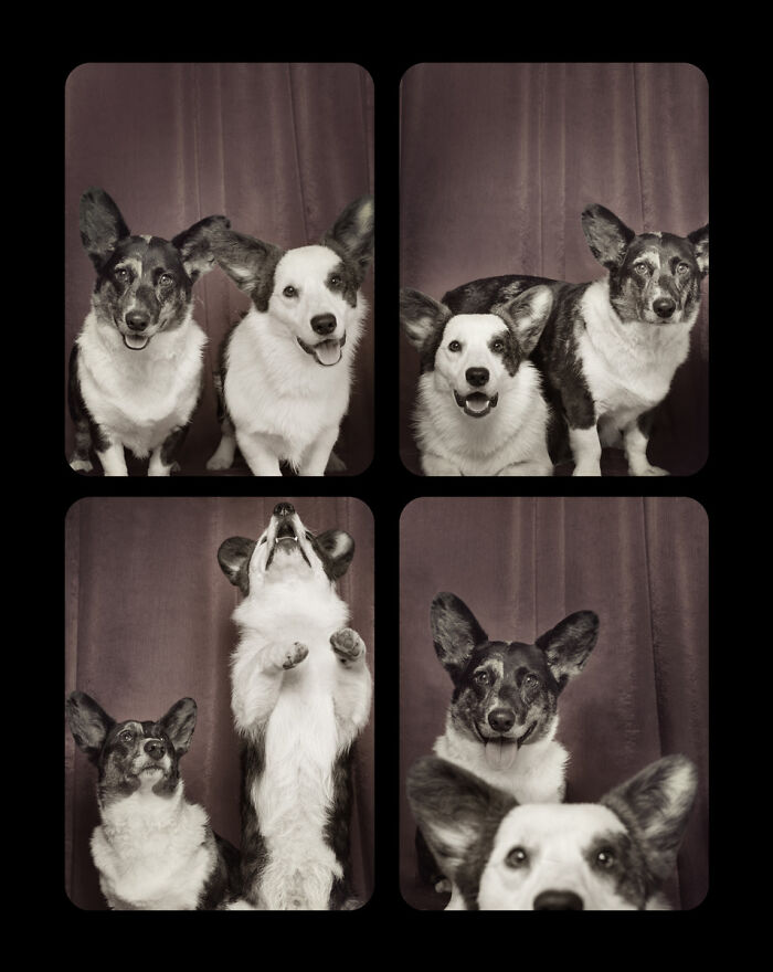 Dogs-In-Photo-Booth-Lynn-Terry