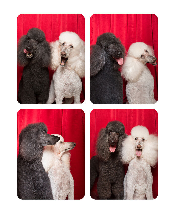 Dogs-In-Photo-Booth-Lynn-Terry