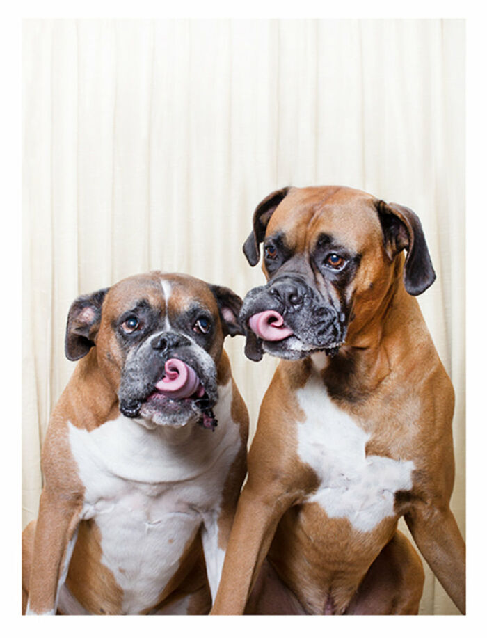Dogs-In-Photo-Booth-Lynn-Terry