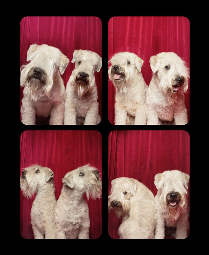 Dogs-In-Photo-Booth-Lynn-Terry