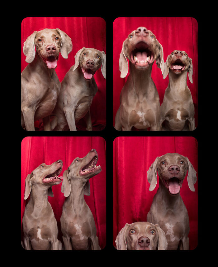 Dogs-In-Photo-Booth-Lynn-Terry