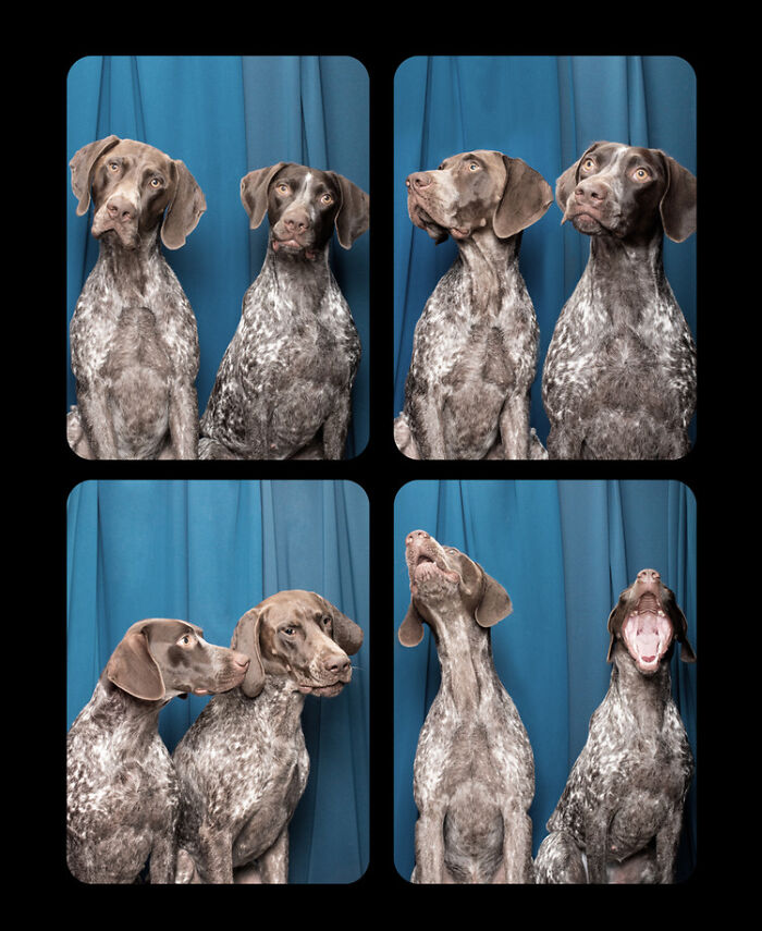 Dogs-In-Photo-Booth-Lynn-Terry