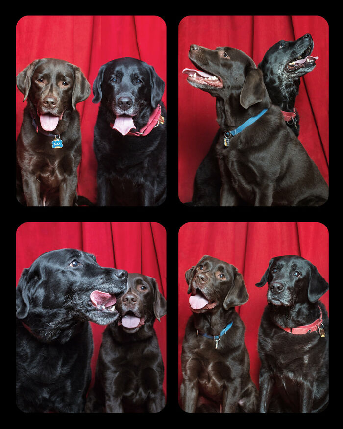 Dogs-In-Photo-Booth-Lynn-Terry