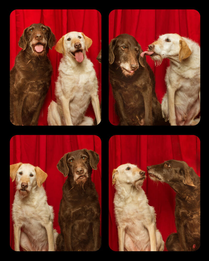 Dogs-In-Photo-Booth-Lynn-Terry
