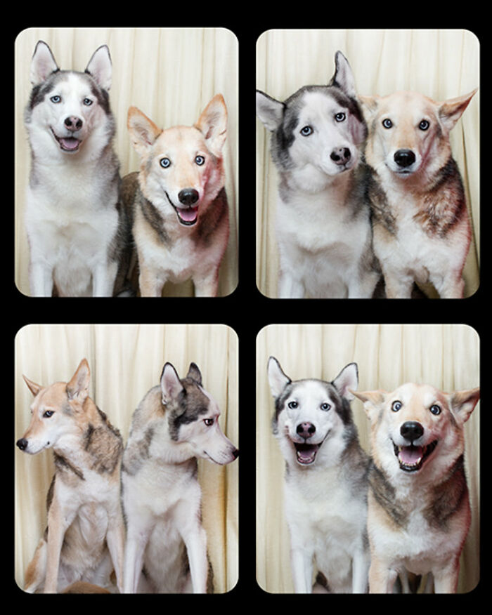 Dogs-In-Photo-Booth-Lynn-Terry