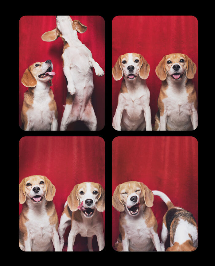 Dogs-In-Photo-Booth-Lynn-Terry
