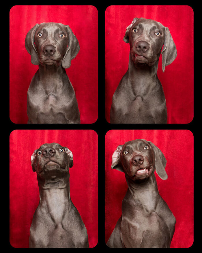Dogs-In-Photo-Booth-Lynn-Terry