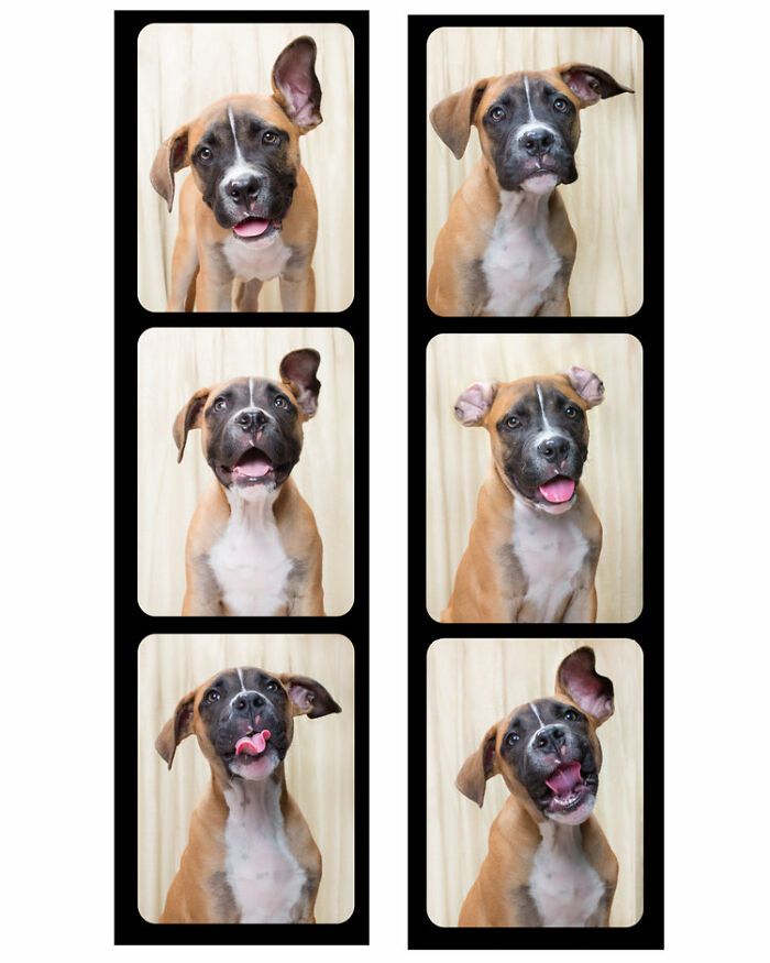 Dogs-In-Photo-Booth-Lynn-Terry