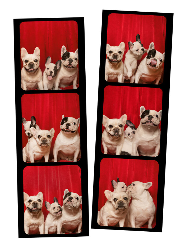Dogs-In-Photo-Booth-Lynn-Terry