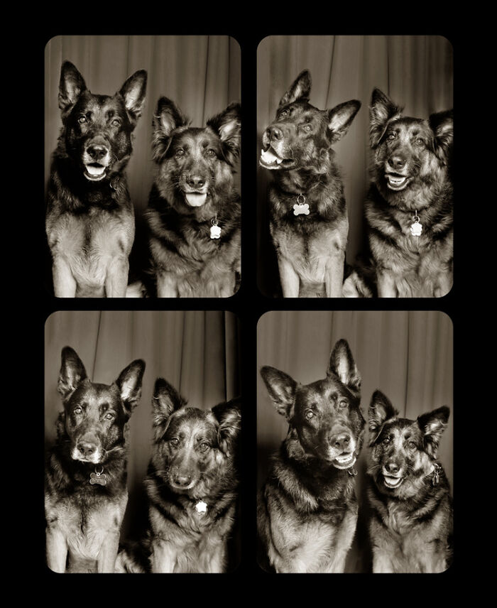 Dogs-In-Photo-Booth-Lynn-Terry