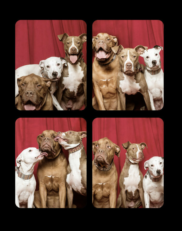 Dogs-In-Photo-Booth-Lynn-Terry