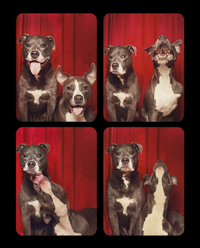 Dogs-In-Photo-Booth-Lynn-Terry