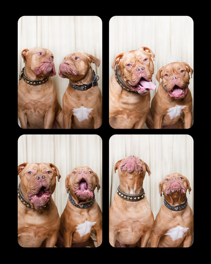 Dogs-In-Photo-Booth-Lynn-Terry