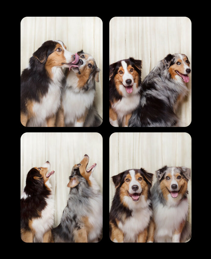 Dogs-In-Photo-Booth-Lynn-Terry