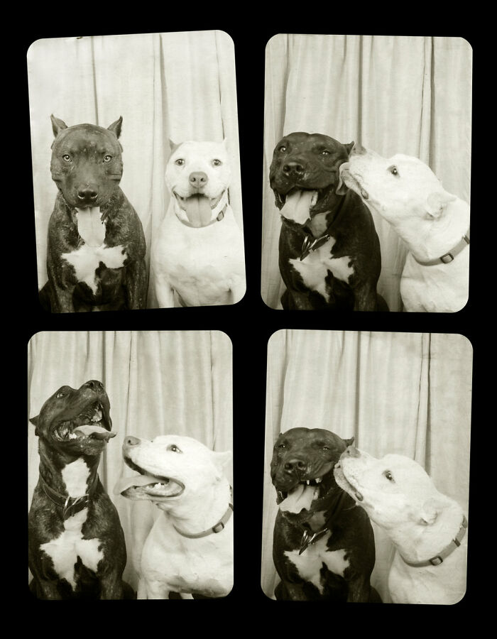 Dogs-In-Photo-Booth-Lynn-Terry