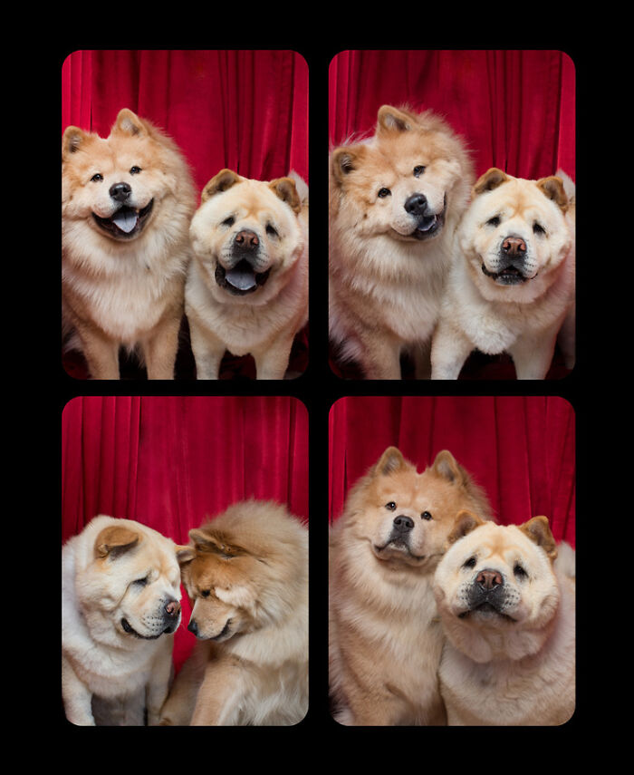 Dogs-In-Photo-Booth-Lynn-Terry