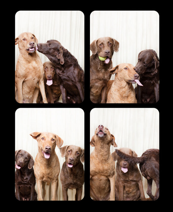 Dogs-In-Photo-Booth-Lynn-Terry