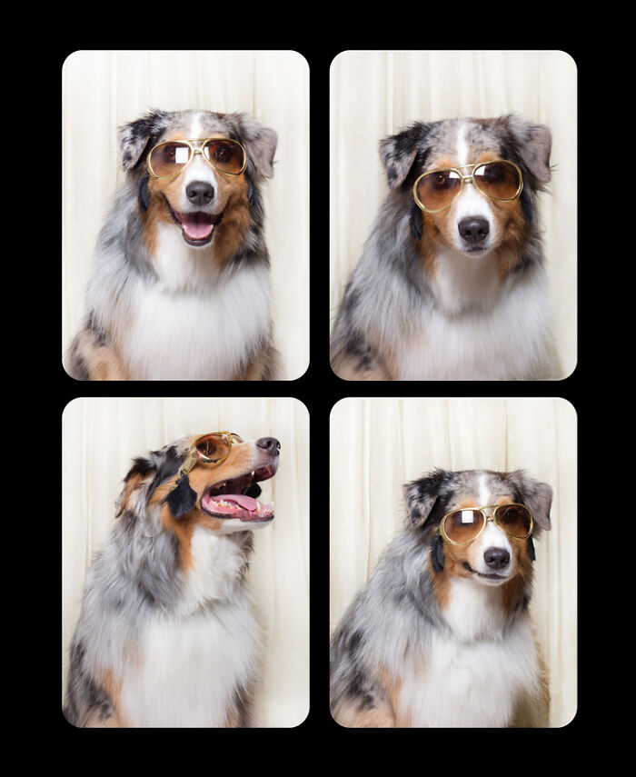 Dogs-In-Photo-Booth-Lynn-Terry