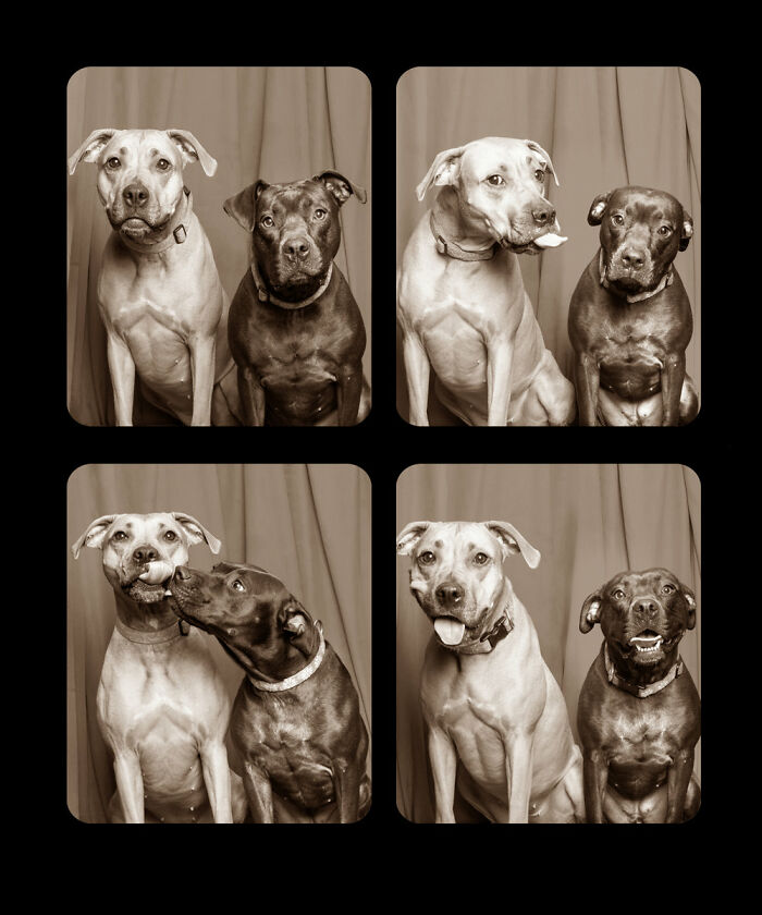 Dogs-In-Photo-Booth-Lynn-Terry