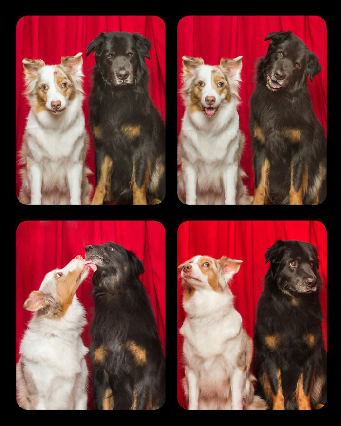 Dogs-In-Photo-Booth-Lynn-Terry