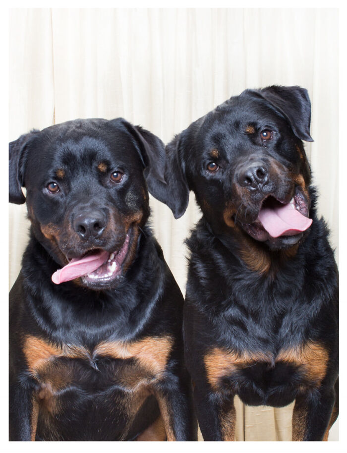 Dogs-In-Photo-Booth-Lynn-Terry