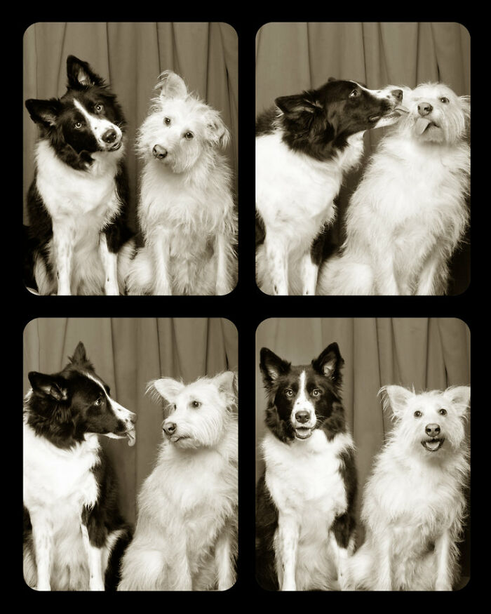 Dogs-In-Photo-Booth-Lynn-Terry