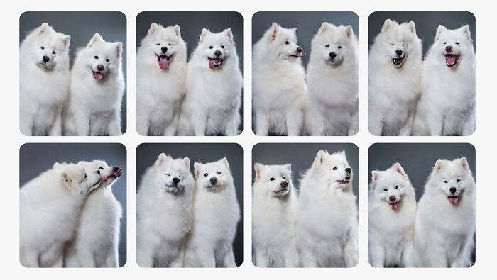 Dogs-In-Photo-Booth-Lynn-Terry