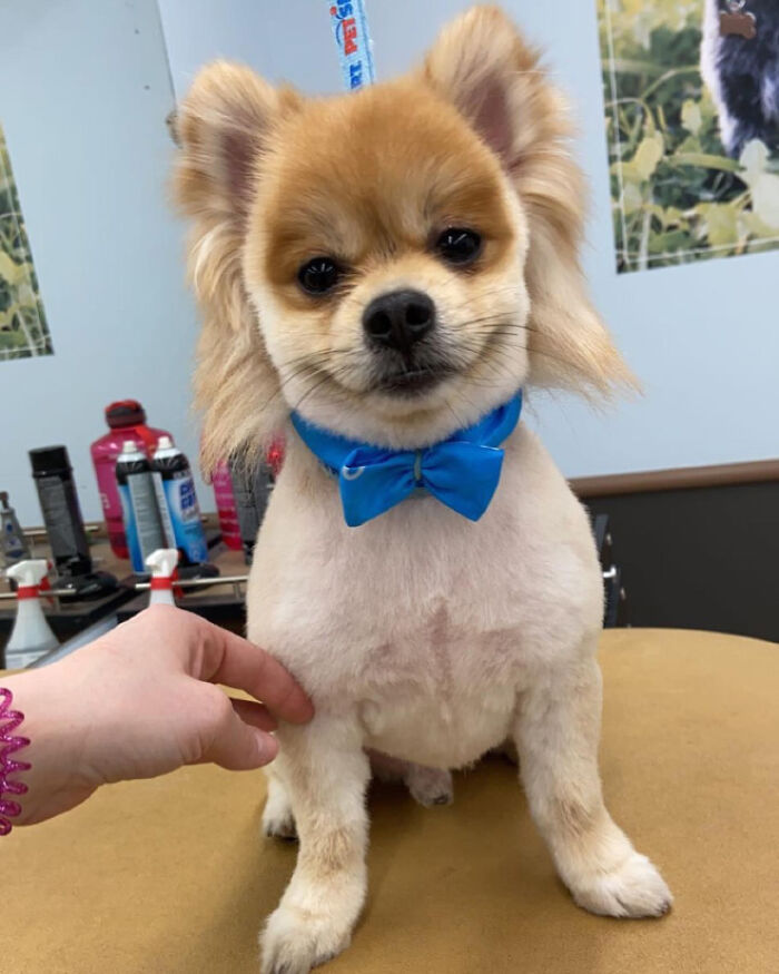 Dog with a mullet hairstyle wearing a blue bow tie, sitting in a grooming salon.
