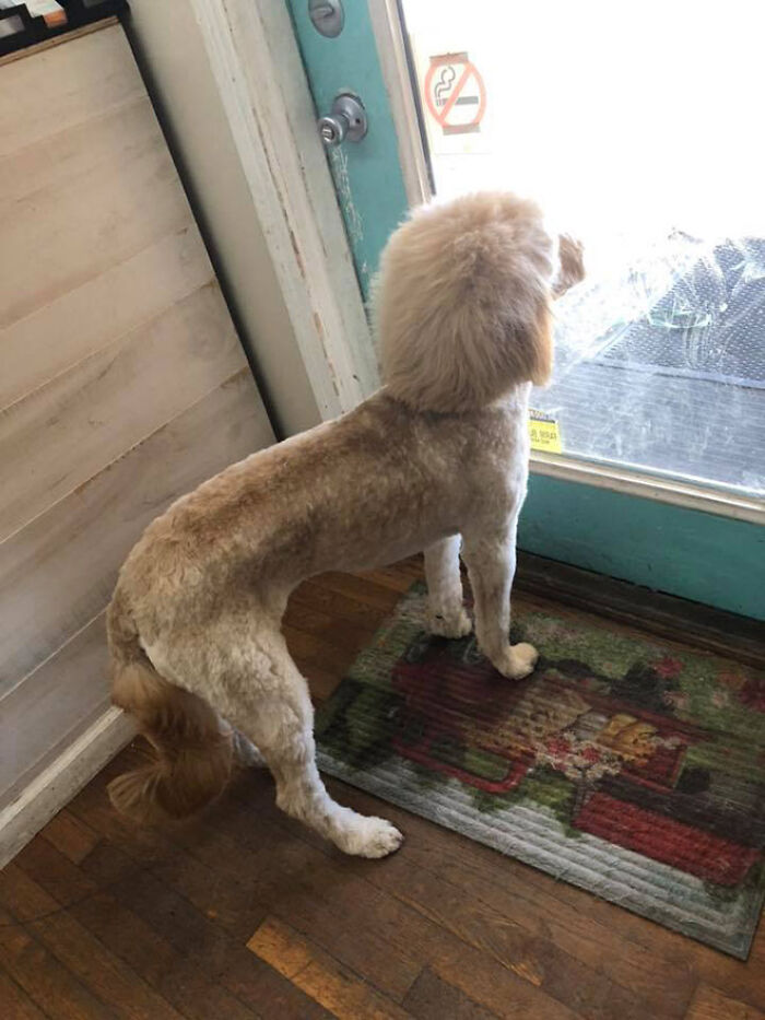 Dog with a mullet haircut looking out a glass door, standing on a decorative mat.