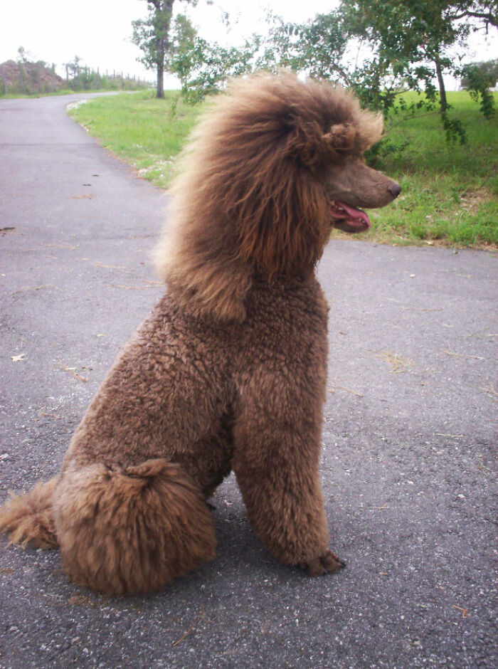 Dog with a mullet, sitting on a path, surrounded by greenery, showcasing a unique hairstyle.
