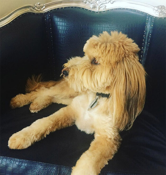 Dog with a mullet hairstyle lounging on a dark blue chair.