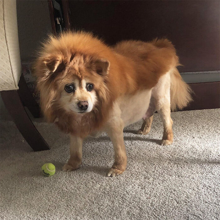 Dog with a mullet hairstyle standing on carpet next to a tennis ball.