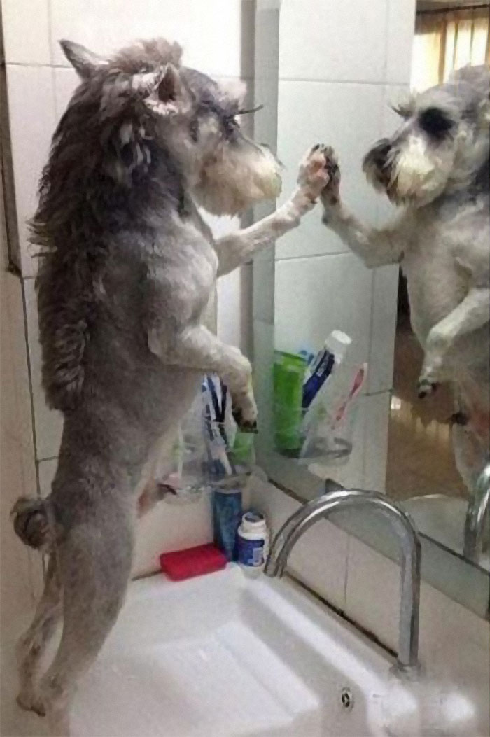 Dog with a mullet looking at its reflection in a bathroom mirror.
