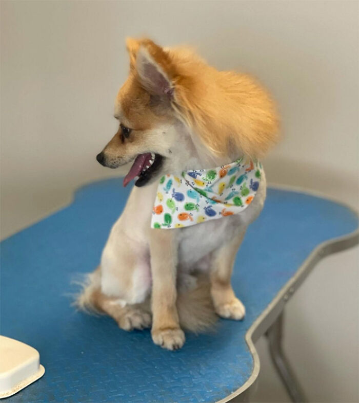 Dog with a mullet and colorful bandana sitting on a grooming table.