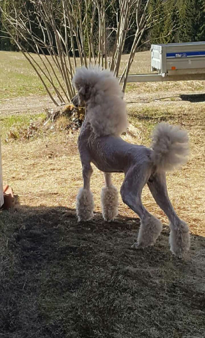 Poodle with a mullet-style haircut standing on grass in a park setting.