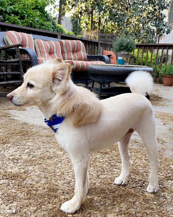 Dog with a mullet hairstyle standing on patio, wearing a blue bandana, surrounded by outdoor furniture and greenery.