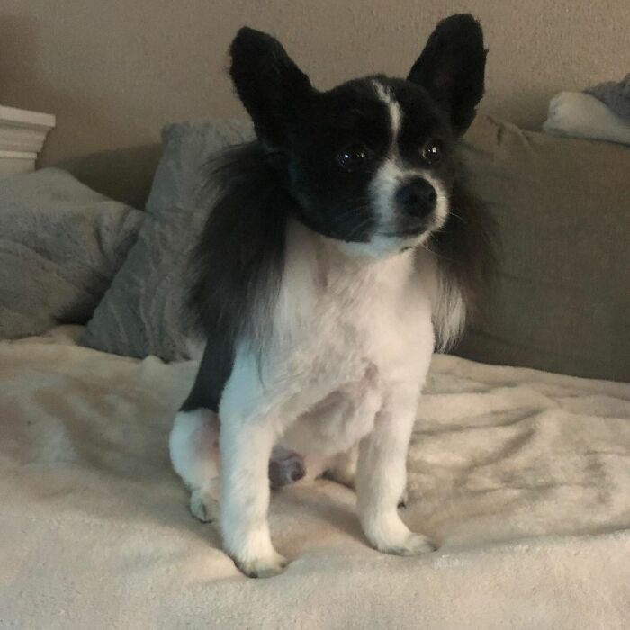 Dog with a mullet sitting on a cozy blanket.
