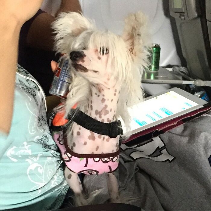 Dog with a mullet haircut sitting on a lap in an airplane, wearing a colorful outfit with a can and a tablet nearby.
