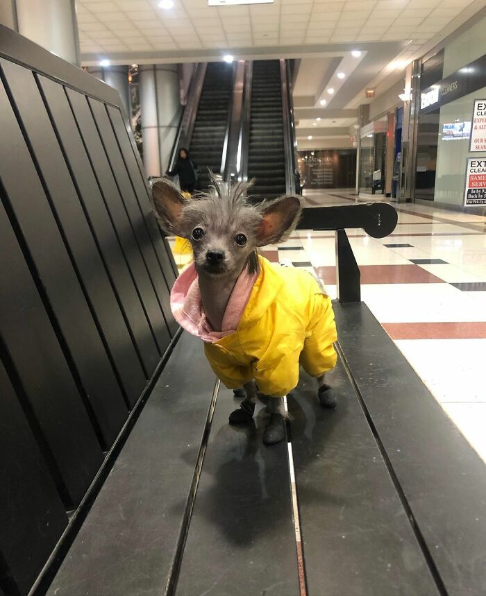 Dog with mullet in a yellow raincoat standing in a shopping mall, looking curious.