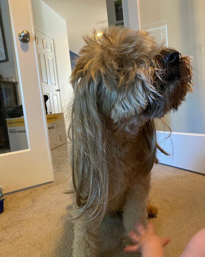 Dog with mullet hairstyle standing in a room, capturing the internet's confusion.