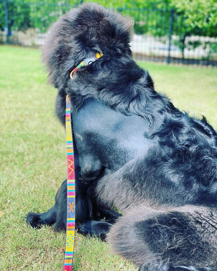 Dog with a mullet hairstyle, sitting on grass with a colorful leash.