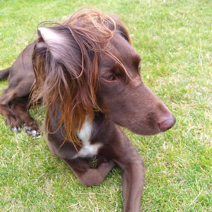 Dog with a mullet hairstyle lying on grass, showcasing trendy furry style.