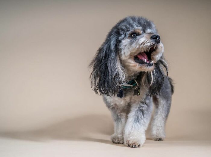 Small dog with a fluffy mullet hairstyle standing on a neutral background.