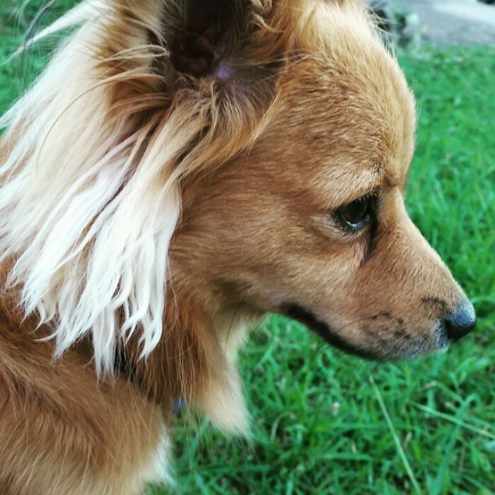 Dog with a mullet hairstyle, side view, standing on grass.