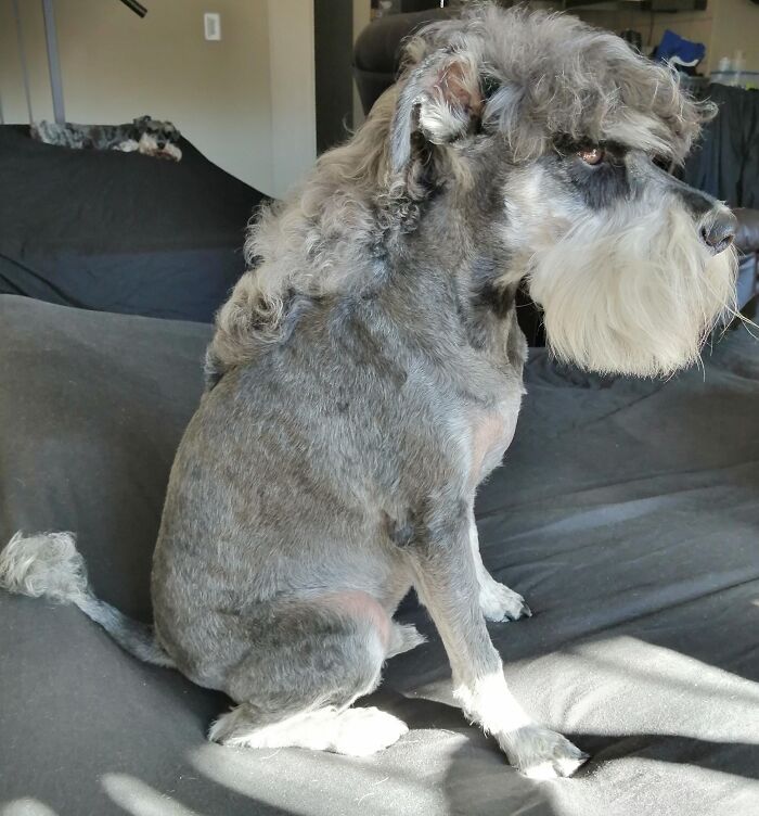 Dog with a mullet sitting on a couch, showcasing its unique and stylish haircut.