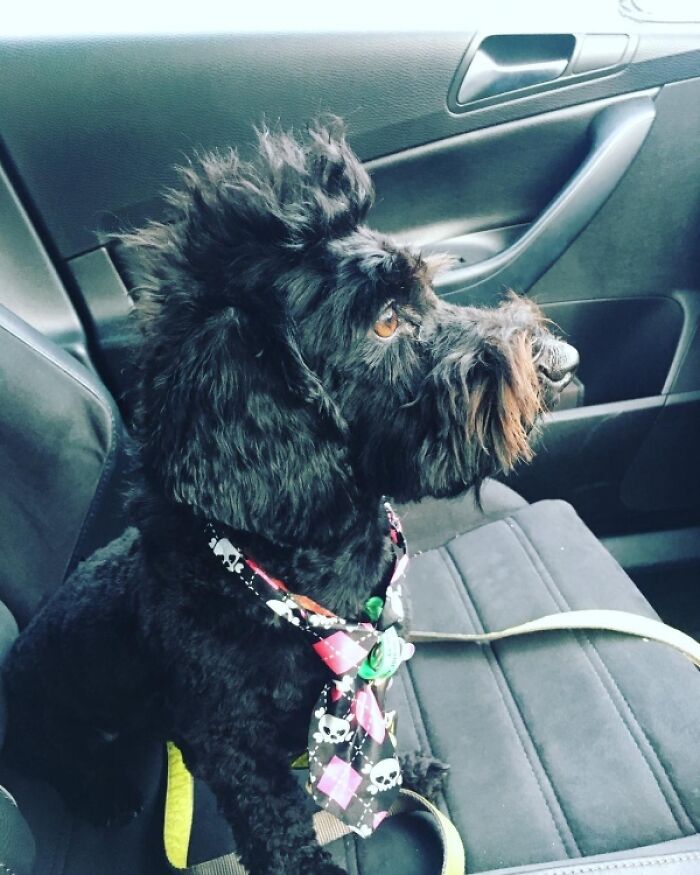 A dog with a mullet sitting in a car, wearing a colorful tie with skull patterns.