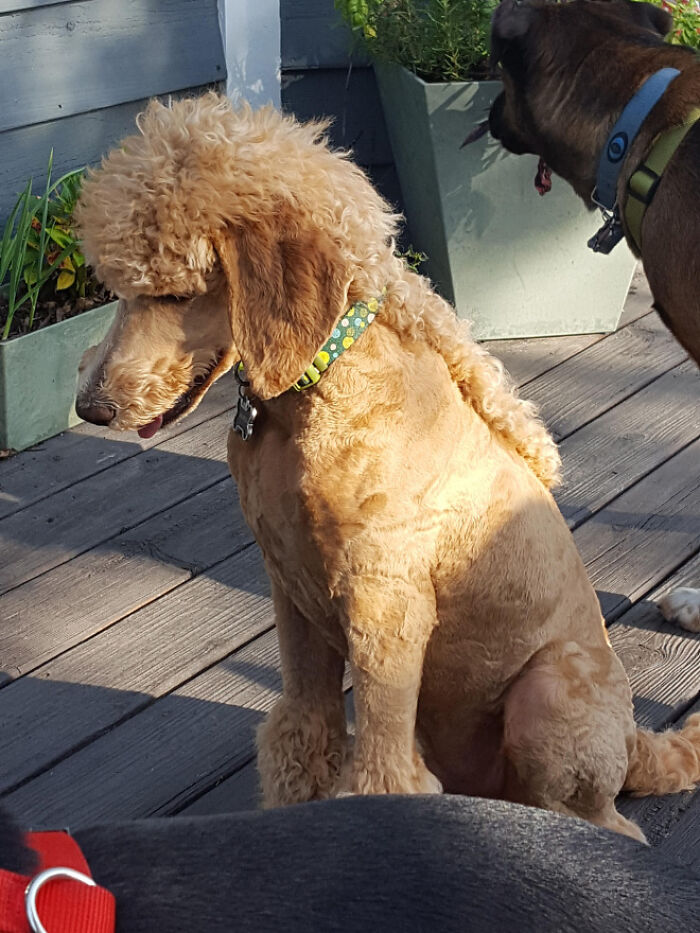 Dog with a stylish mullet hairstyle sitting outdoors, wearing a colorful collar.